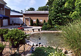 naturalistic pool and planting